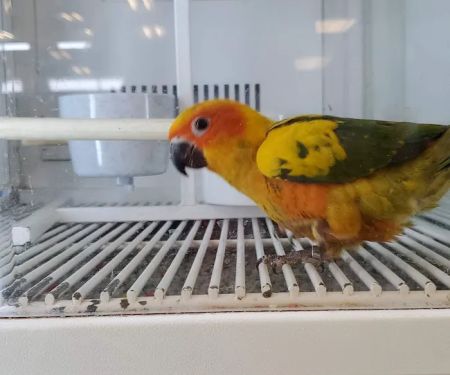 Petco
