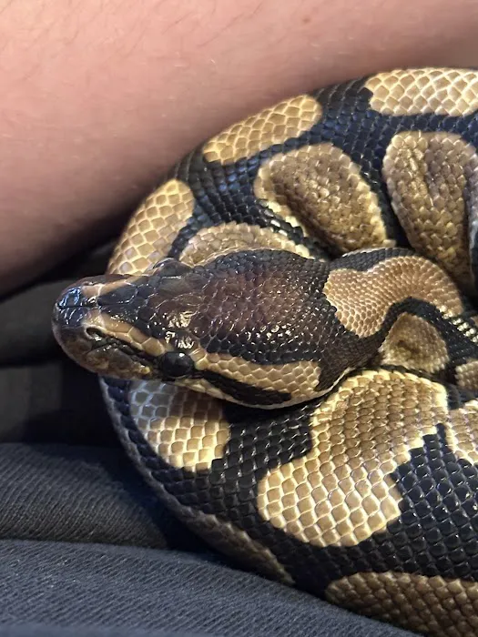 Jungle Bob's Reptile World Picture 5