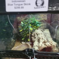 Jungle Bob's Reptile World ico