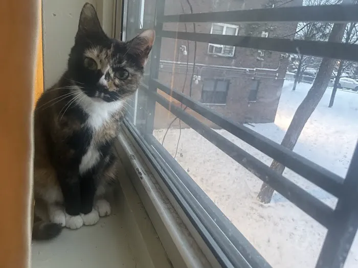 Clinton Hill Animal Clinic Picture 8