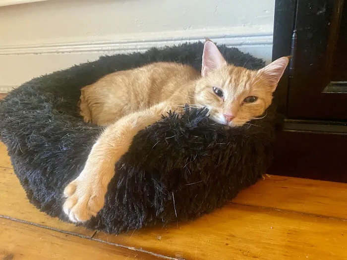 Clinton Hill Animal Clinic Picture 4
