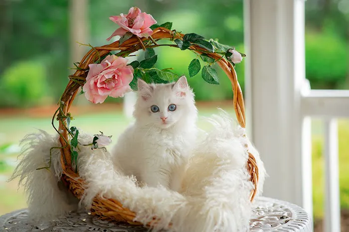 Neverland Ragdolls Cattery Picture 5