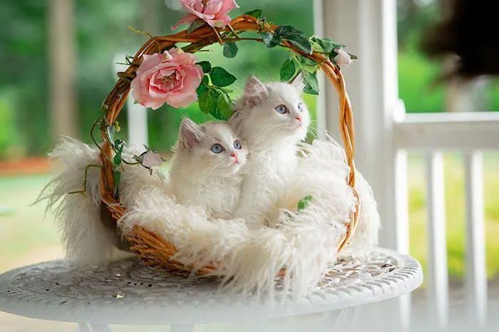 Neverland Ragdolls Cattery Picture 4