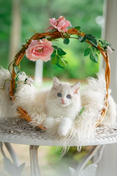 Neverland Ragdolls Cattery Picture 2