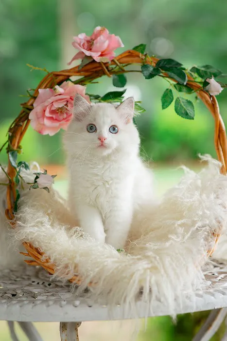 Neverland Ragdolls Cattery Picture 7