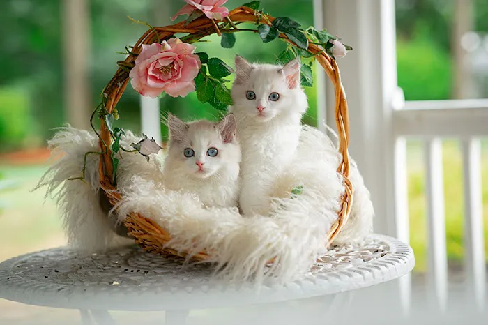 Neverland Ragdolls Cattery Picture 8