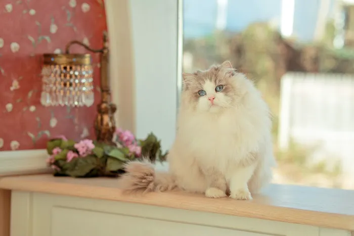 Neverland Ragdolls Cattery Picture 10