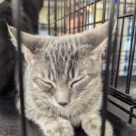 Petco