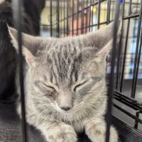 Petco ico