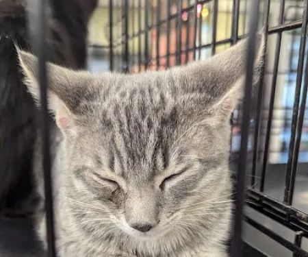 Petco