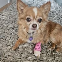 Heart of Chelsea Veterinary Group - Prospect Heights ico