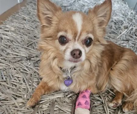 Heart of Chelsea Veterinary Group - Prospect Heights