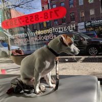 Heart of Brooklyn Veterinary Hospital - Fort Greene ico