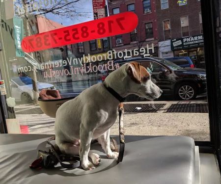Heart of Brooklyn Veterinary Hospital - Fort Greene
