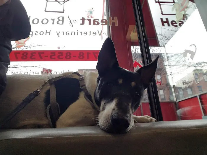 Heart of Brooklyn Veterinary Hospital - Fort Greene Picture 4