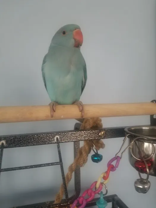 First Flight Exotic Birds Picture 2