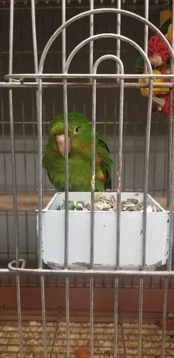 First Flight Exotic Birds Picture 5