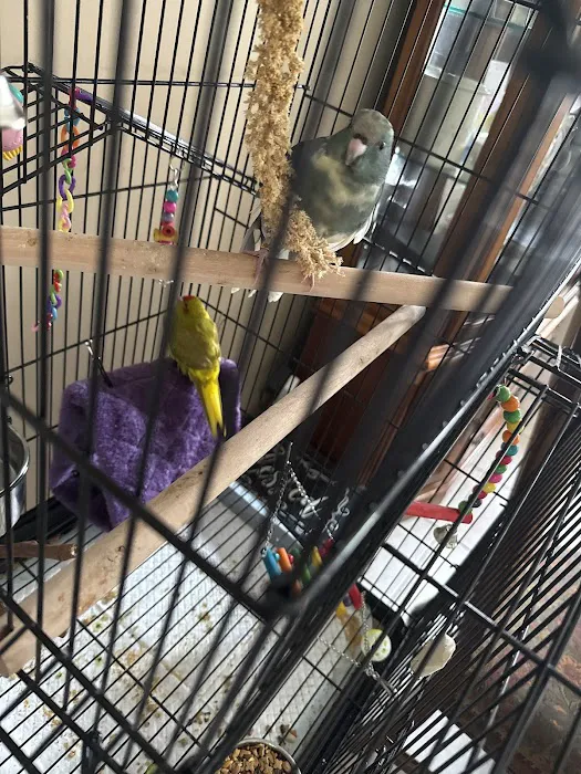 First Flight Exotic Birds Picture 6