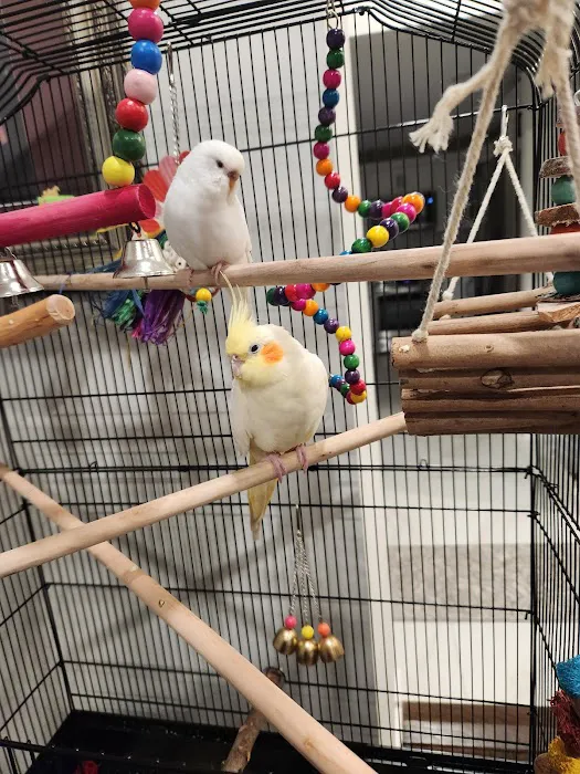 First Flight Exotic Birds Picture 3