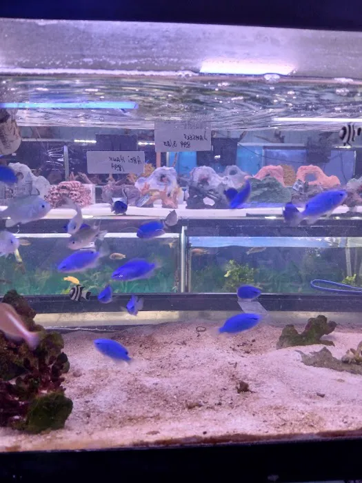 Aqua Hut Inc Picture 7