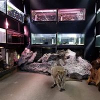 Country Critters Ltd ico