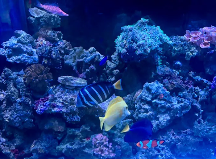 Dynamic Tank Design Picture 8