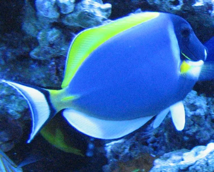Dynamic Tank Design Picture 5