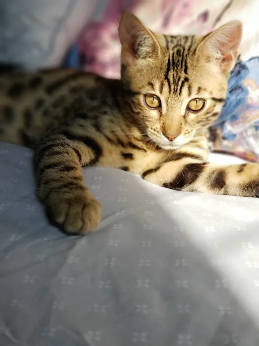 Brooklyn Bengals Picture 7