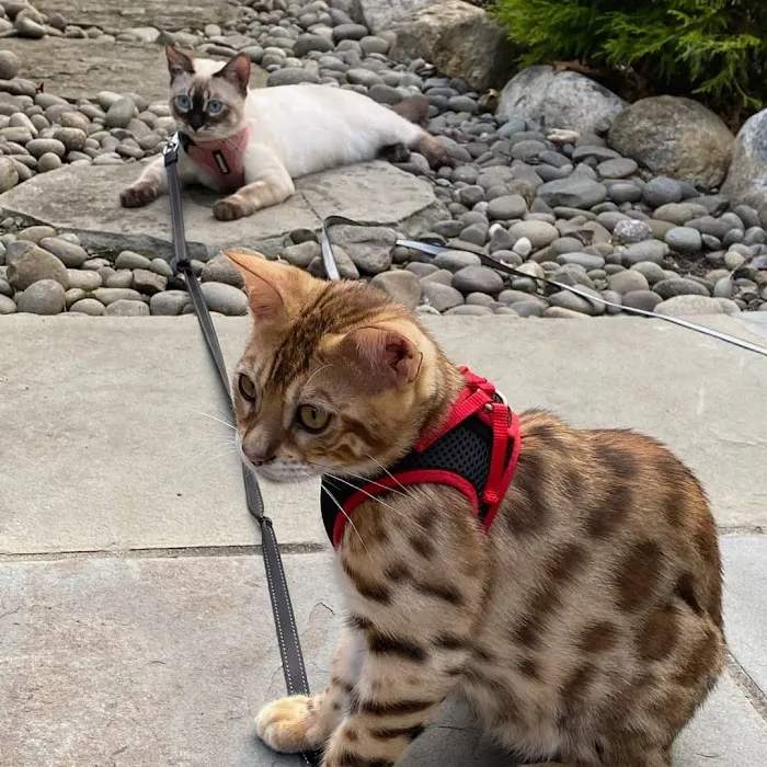 Brooklyn Bengals Picture 5