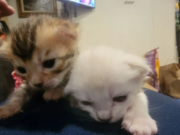 Brooklyn Bengals Picture 8