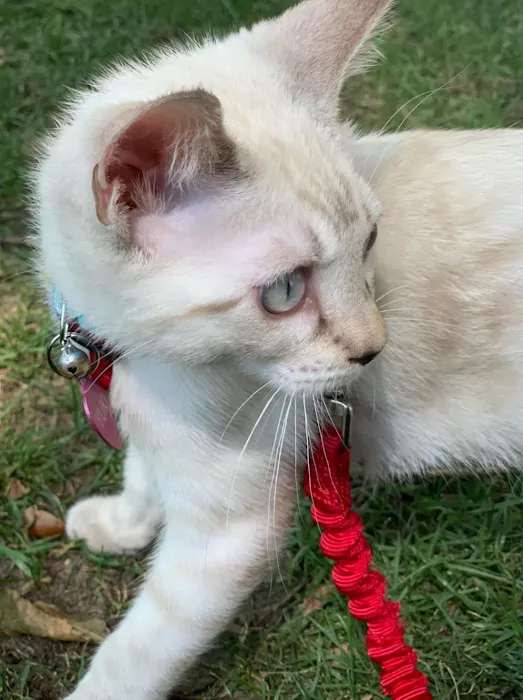 Brooklyn Bengals Picture 10
