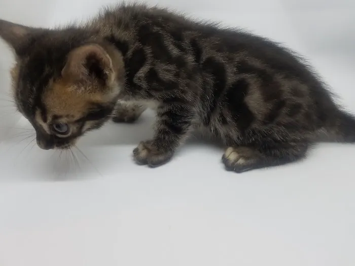 Brooklyn Bengals Picture 2