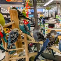Petco ico