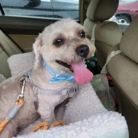 Petco ico