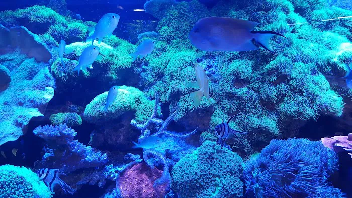 Total Aquariums Picture 10