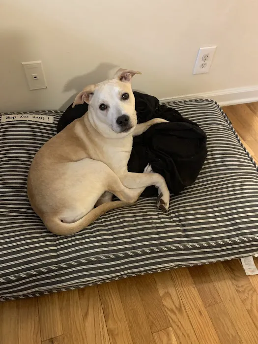 Veterinary Care Group - Williamsburg Picture 7