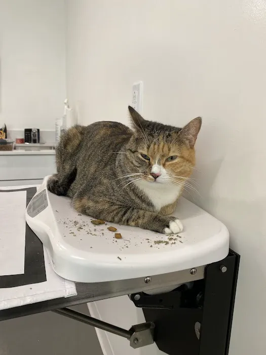Veterinary Care Group - Williamsburg Picture 2