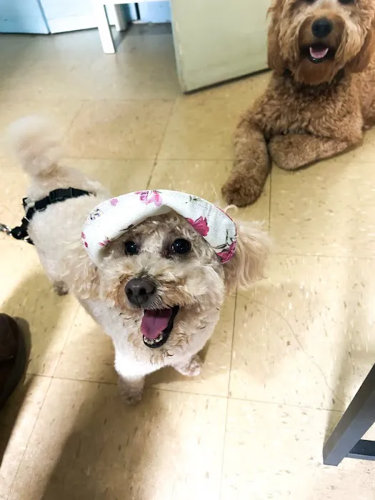 Veterinary Care Group - Williamsburg Picture 3
