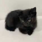 Veterinary Care Group - Williamsburg