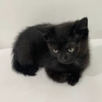 Veterinary Care Group - Williamsburg ico