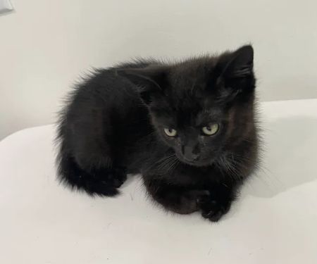 Veterinary Care Group - Williamsburg