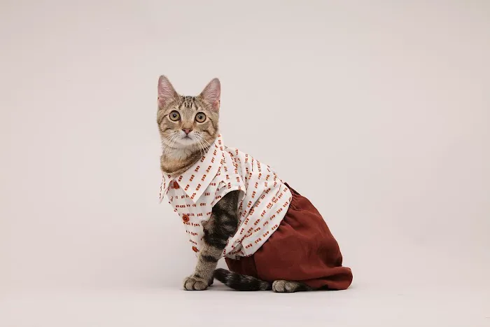 Veterinary Care Group - Williamsburg Picture 8