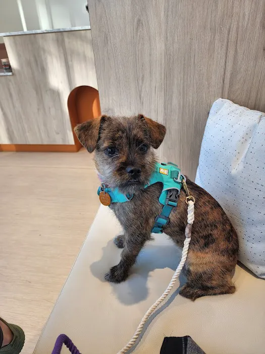 Small Door Veterinary - Williamsburg Picture 4