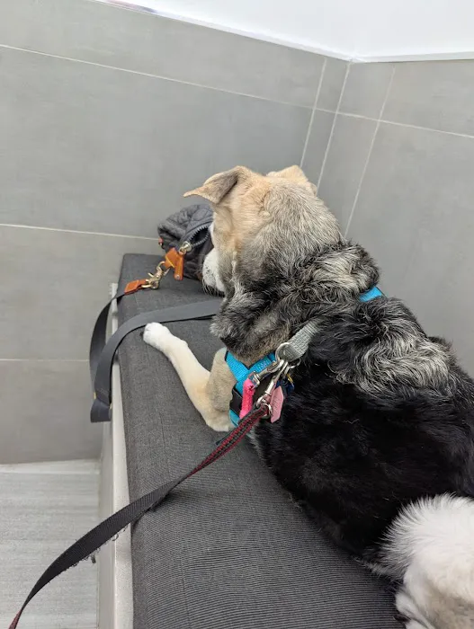 Northside Veterinary Clinic Picture 9