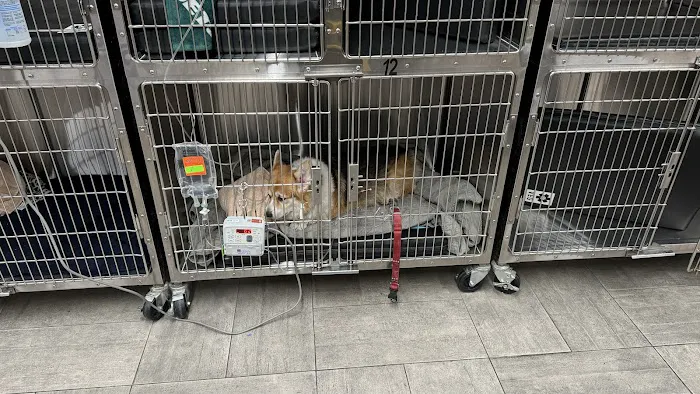 VEG ER for Pets Picture 3