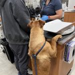 VEG ER for Pets