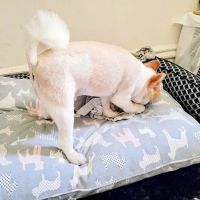 Ark Life Veterinary ico
