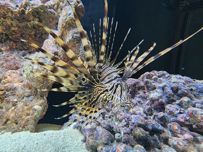 OSA Aquarium Superstores & Services - Groton CT Picture 9
