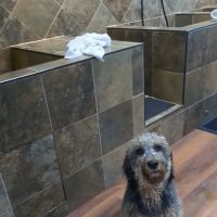 Wagging Tails Pet Shop ico