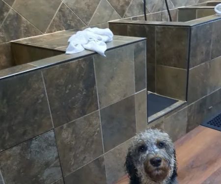 Wagging Tails Pet Shop
